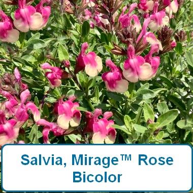 Saliva, Mirage® Rose Bicolor