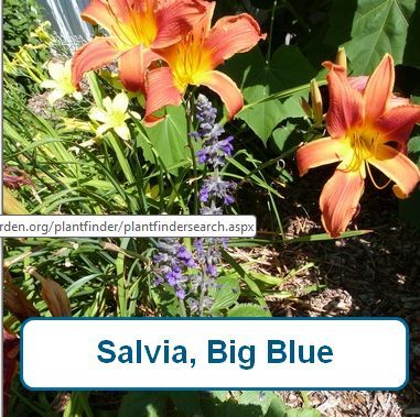 Salvia, Big Blue
