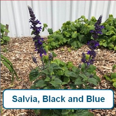 Salvia, Black and Blue