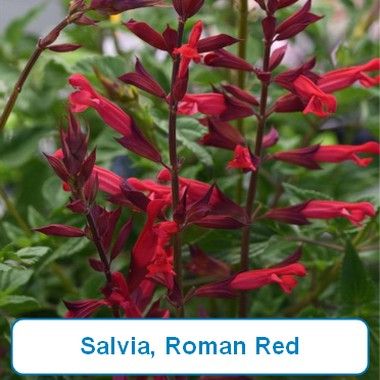 Salvia, Roman Red