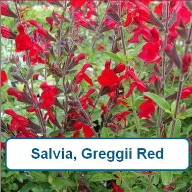 Salvia, Greggii red