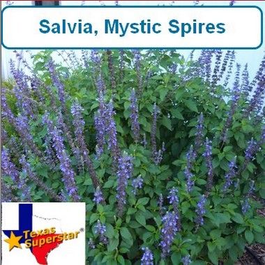 Salvia, Mystic Spires Blue