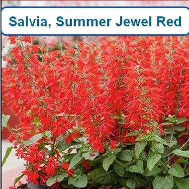 Salvia, Summer Jewel Red