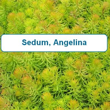Sedum, Angelina