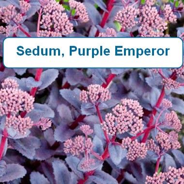 Sedum, Purple Emperor