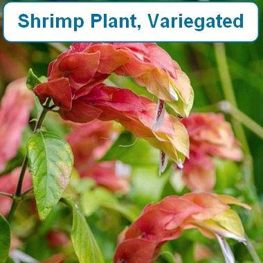 Shrimp Plant, Variegated Bloom