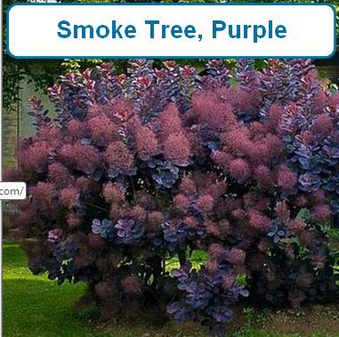 Smoke Tree, Purple