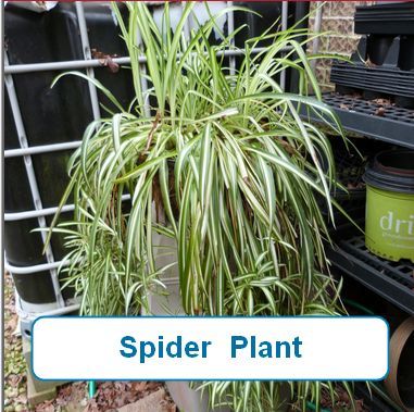 Spider Plant