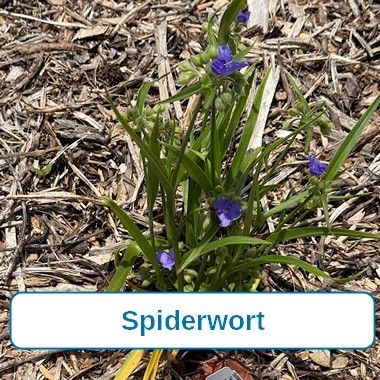 Spiderwort