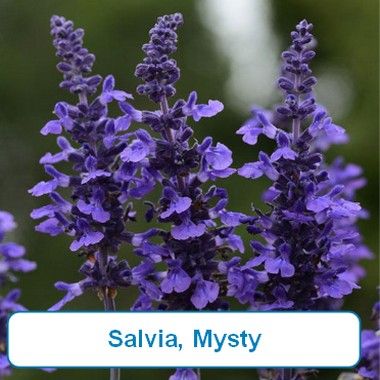 Salvia, Mysty