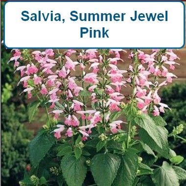 Salvia, Summer Jewel Pink