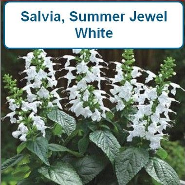 Salvia, Summer Jewel White