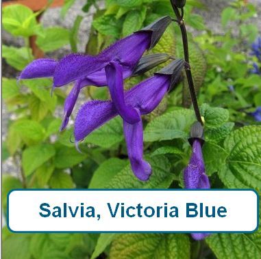 Salvia, Victoria Blue
