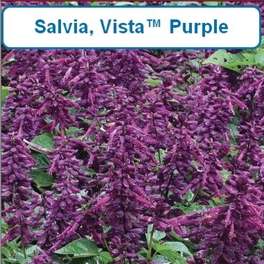 Salvia, Vista™, Purple