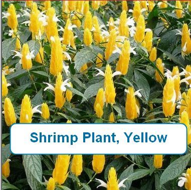 Shrimp Plant, Yellow
