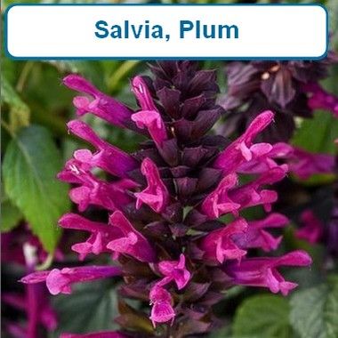 Salvia, Plum