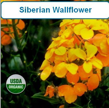 Siberian Wallflower