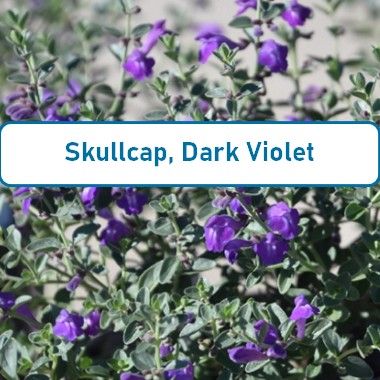 Skullcap, Dark violet