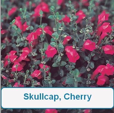 Skullcap, Cherry