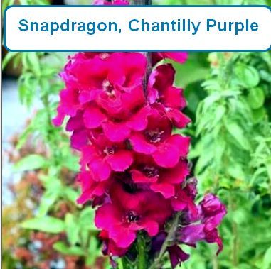 Snapdragon, Chantilly Purple
