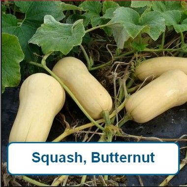 Squash, Butternut