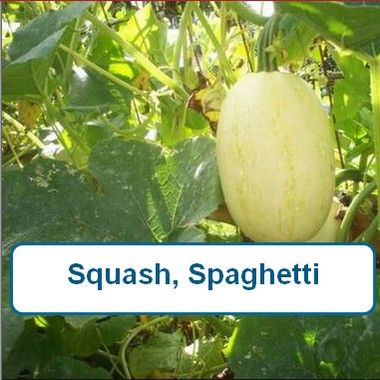 Squash, Spaghetti