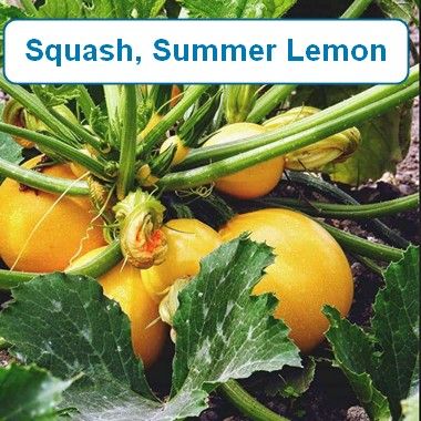 Squash, Summer Lemon