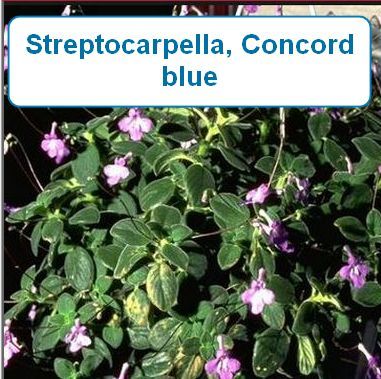 Streptocarpella