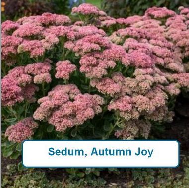 Sedum, Autumn Joy