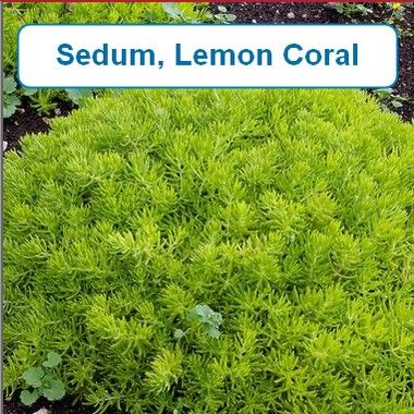 Sedum, Lemon Coral