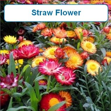 Straw Flower