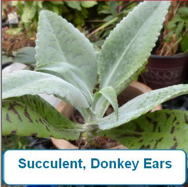 Succulent, Donkey Ears