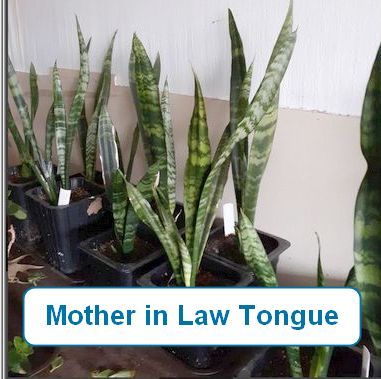 Snake Plant