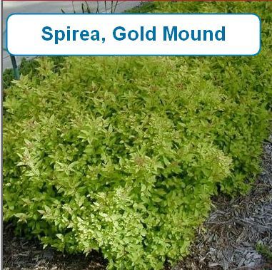 Spirea, Gold Mound