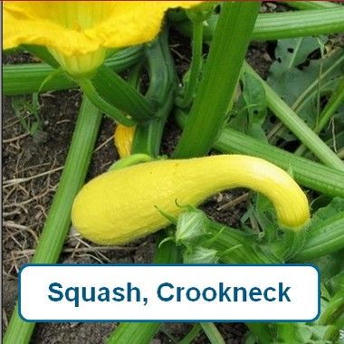 Squash, Yellow Crookneck