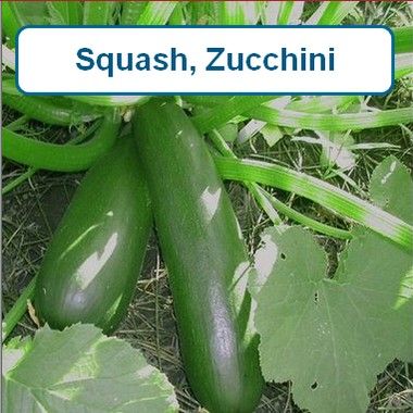Squash, Zucchini