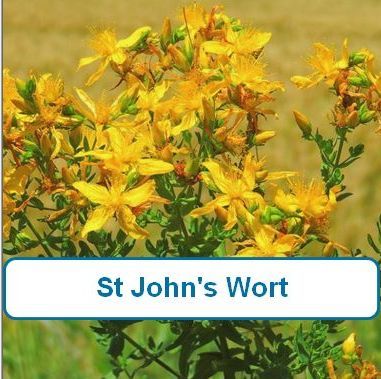 St Johns Wort