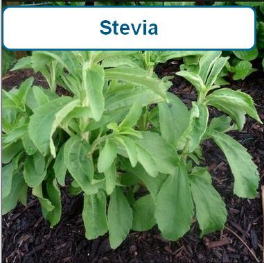 Stevia