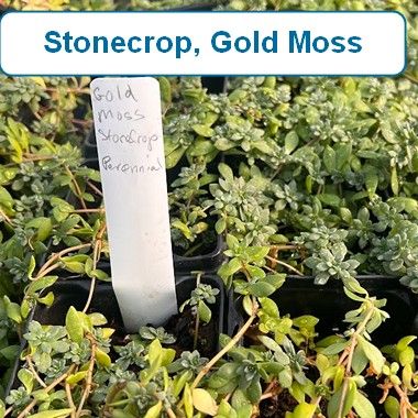 Stonecrop, Gold Moss