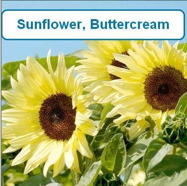 Sunflower, Buttercream