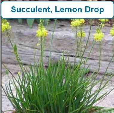 Succulent, Lemon Drop