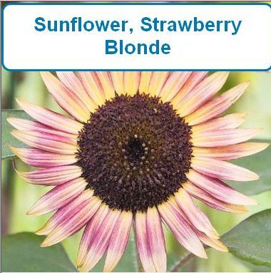 Sunflower, Strawberry Blonde