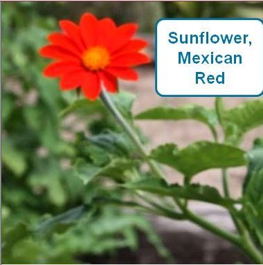 Sunflower, Mexican Red