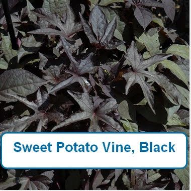 Sweet Potato, Black