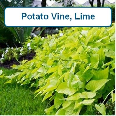 Sweet Potato Vine, Lime Green