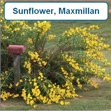 Sunflower, Maxmillan