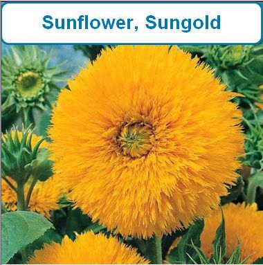 Sunflower, Sungold