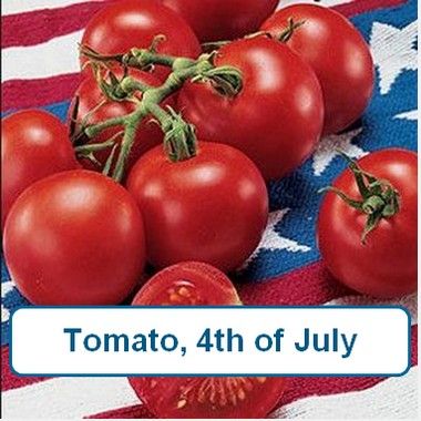 Tomato, 4th of July