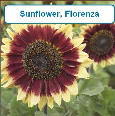Sunflower, Florenza