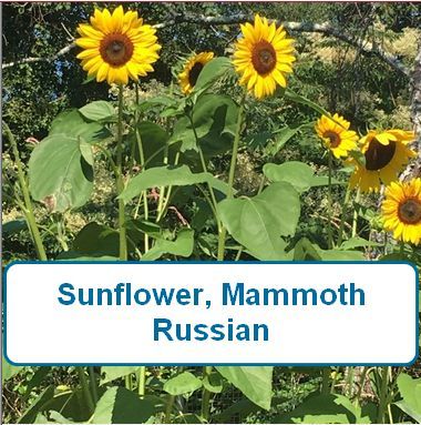 Sunflower, Mammoth Russian
